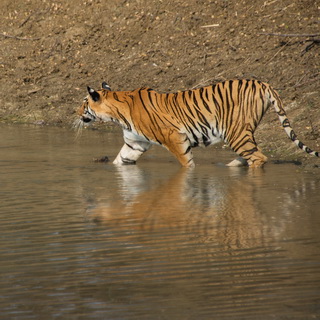 Tadoba - Tigress